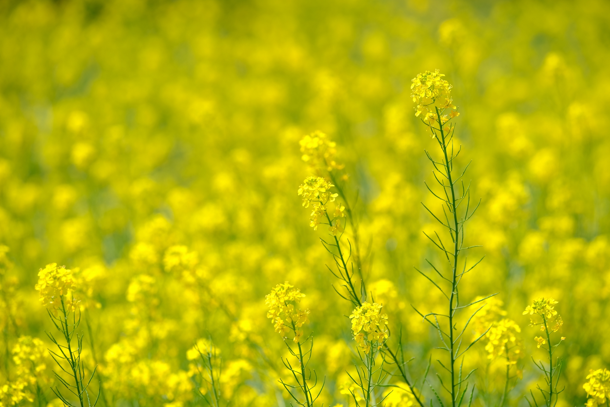 多摩川の菜の花