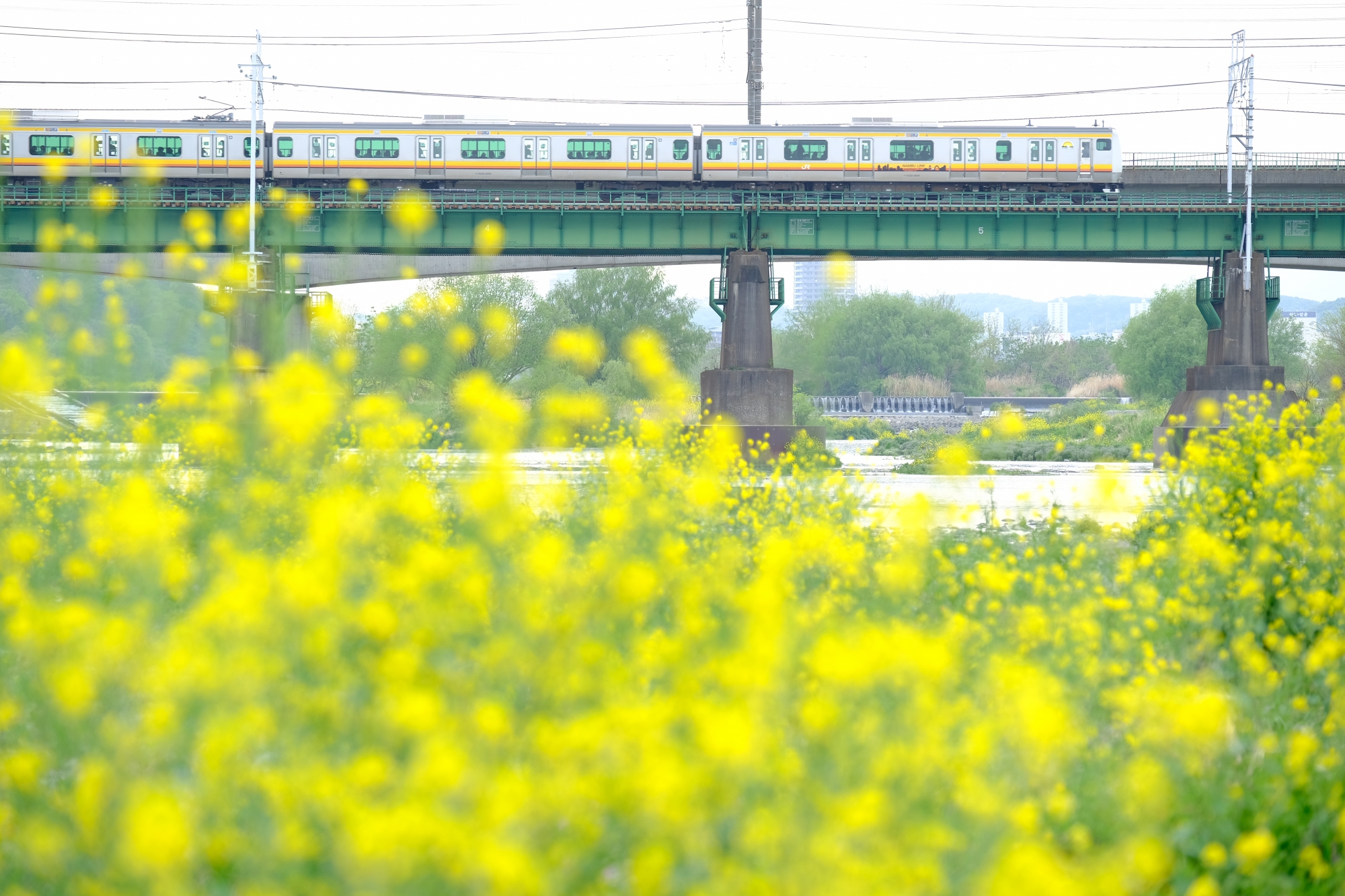 菜の花と南武線