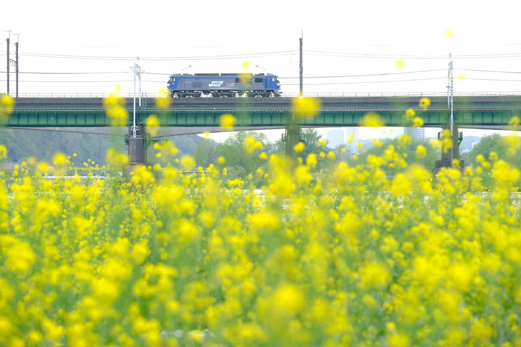 菜の花と武蔵野貨物線