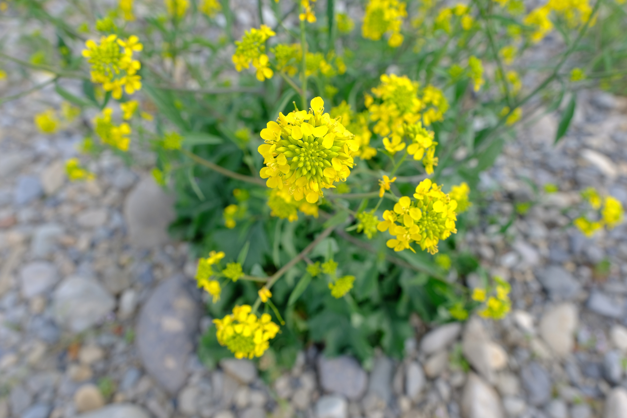 多摩川に咲く菜の花