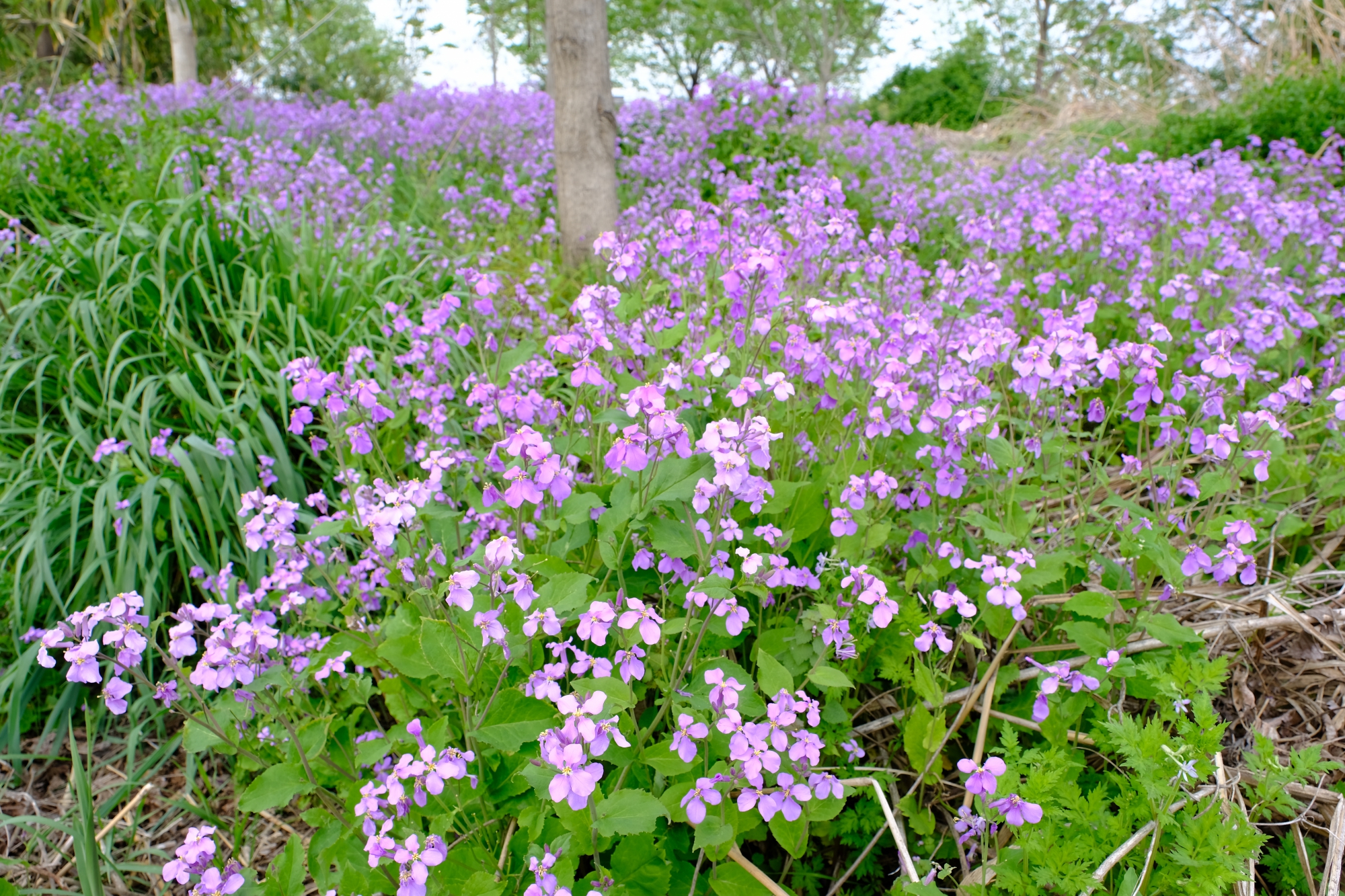 林の中に群生する紫花菜