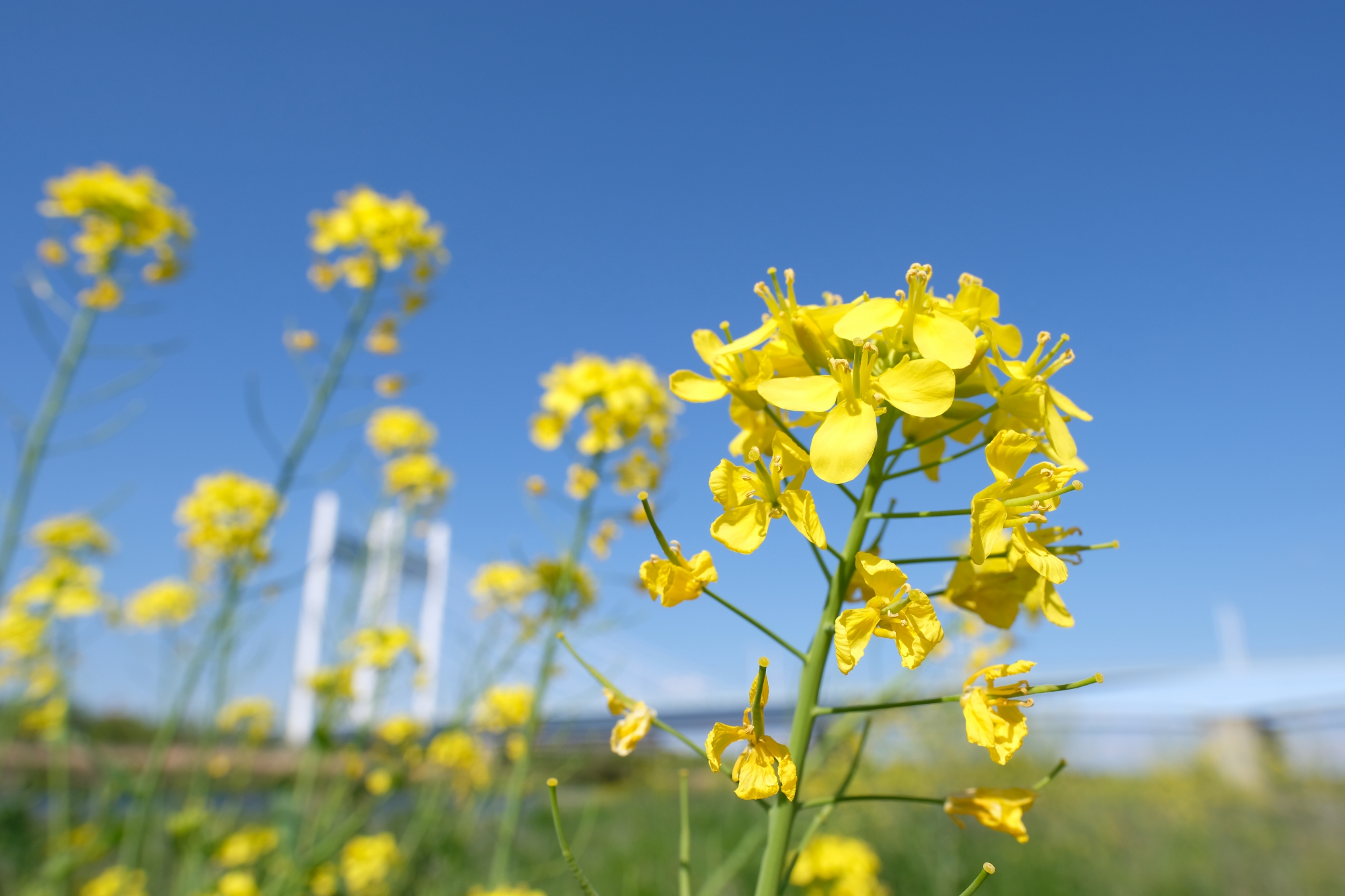 菜の花と是政橋