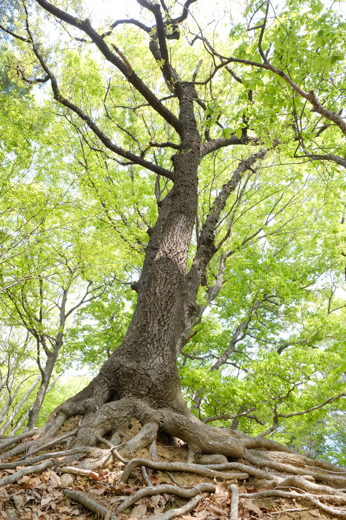 若葉台公園の新緑