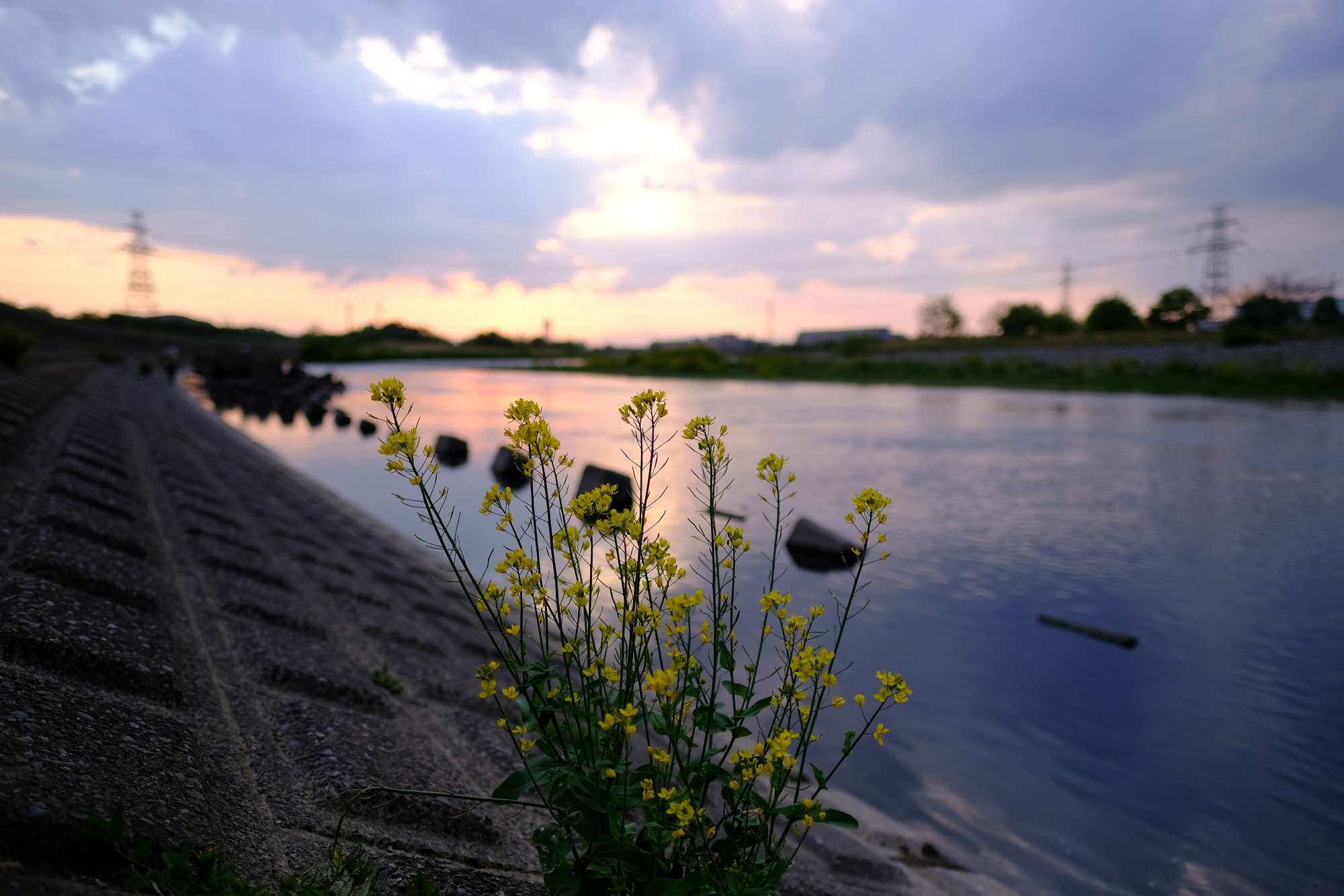 夕暮れ時の菜の花