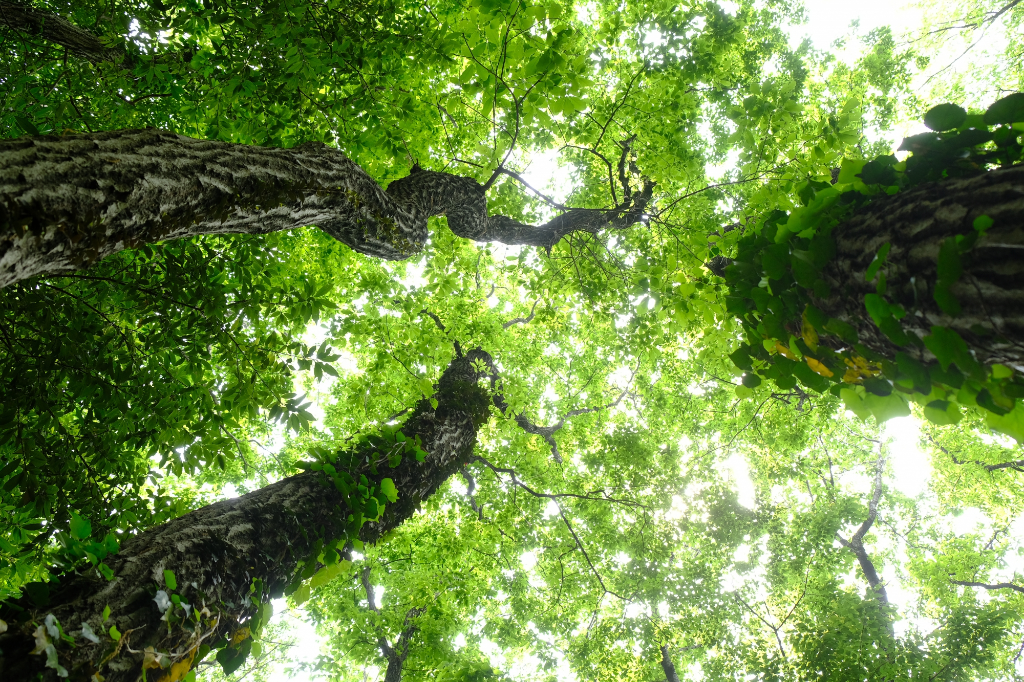 城山公園の新緑