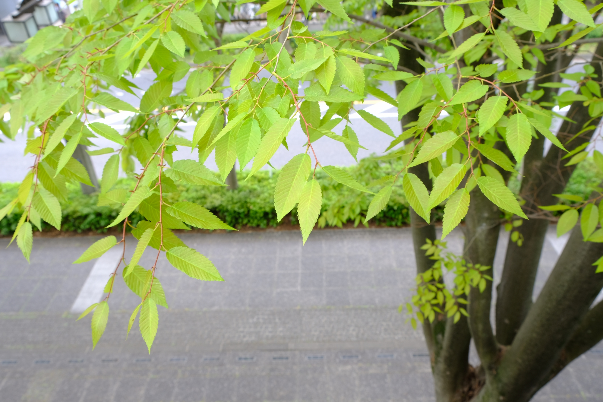 今の時期限定の新緑