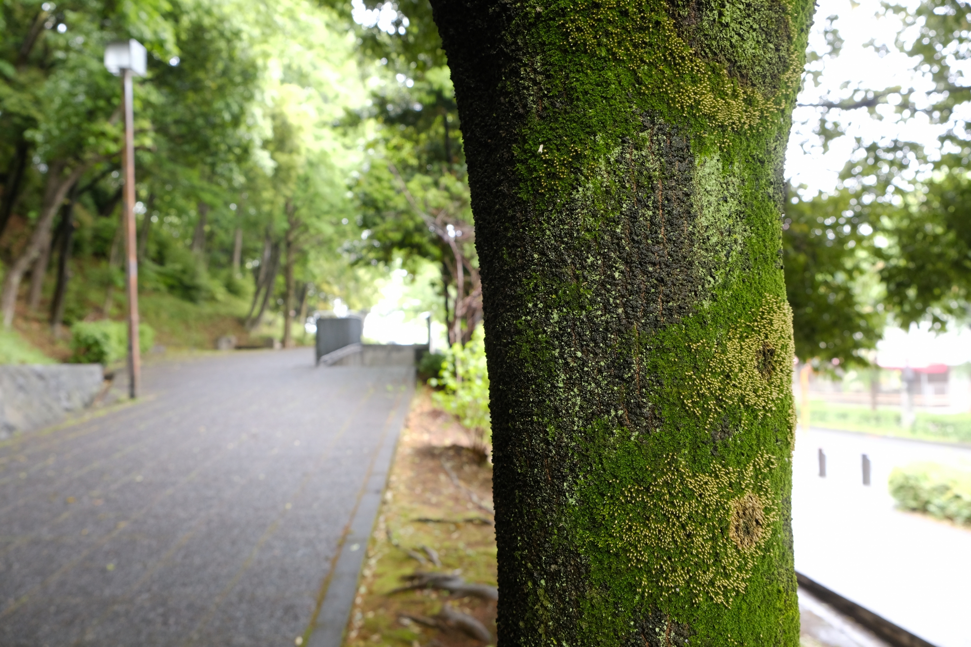 雨で苔も生き生き