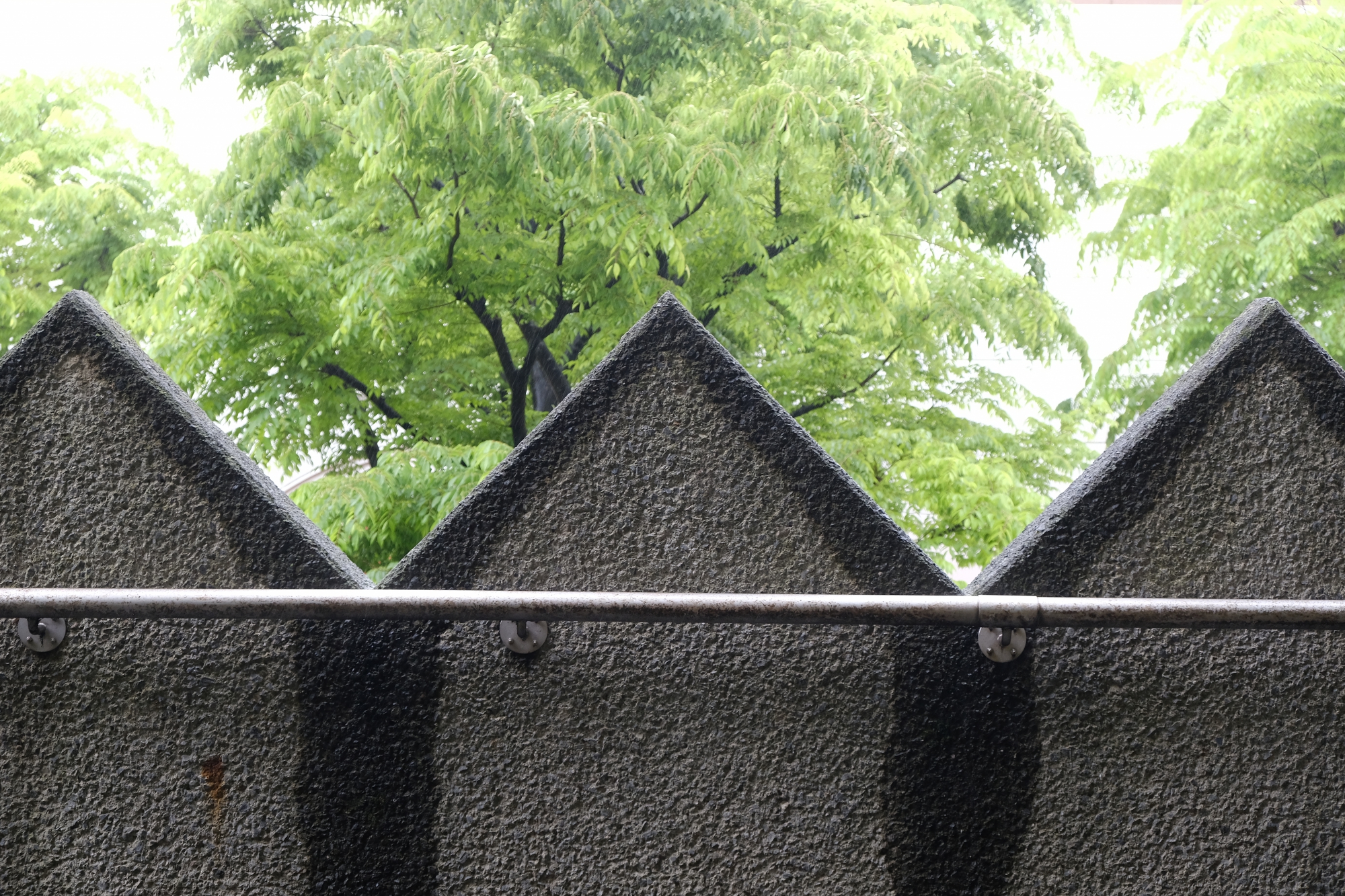 雨で木々も生き生き