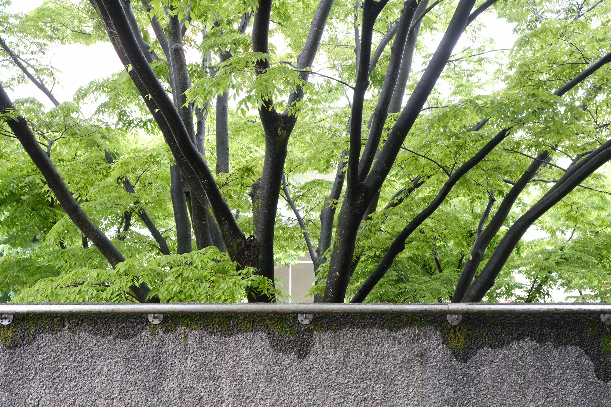 雨で木々も生き生き