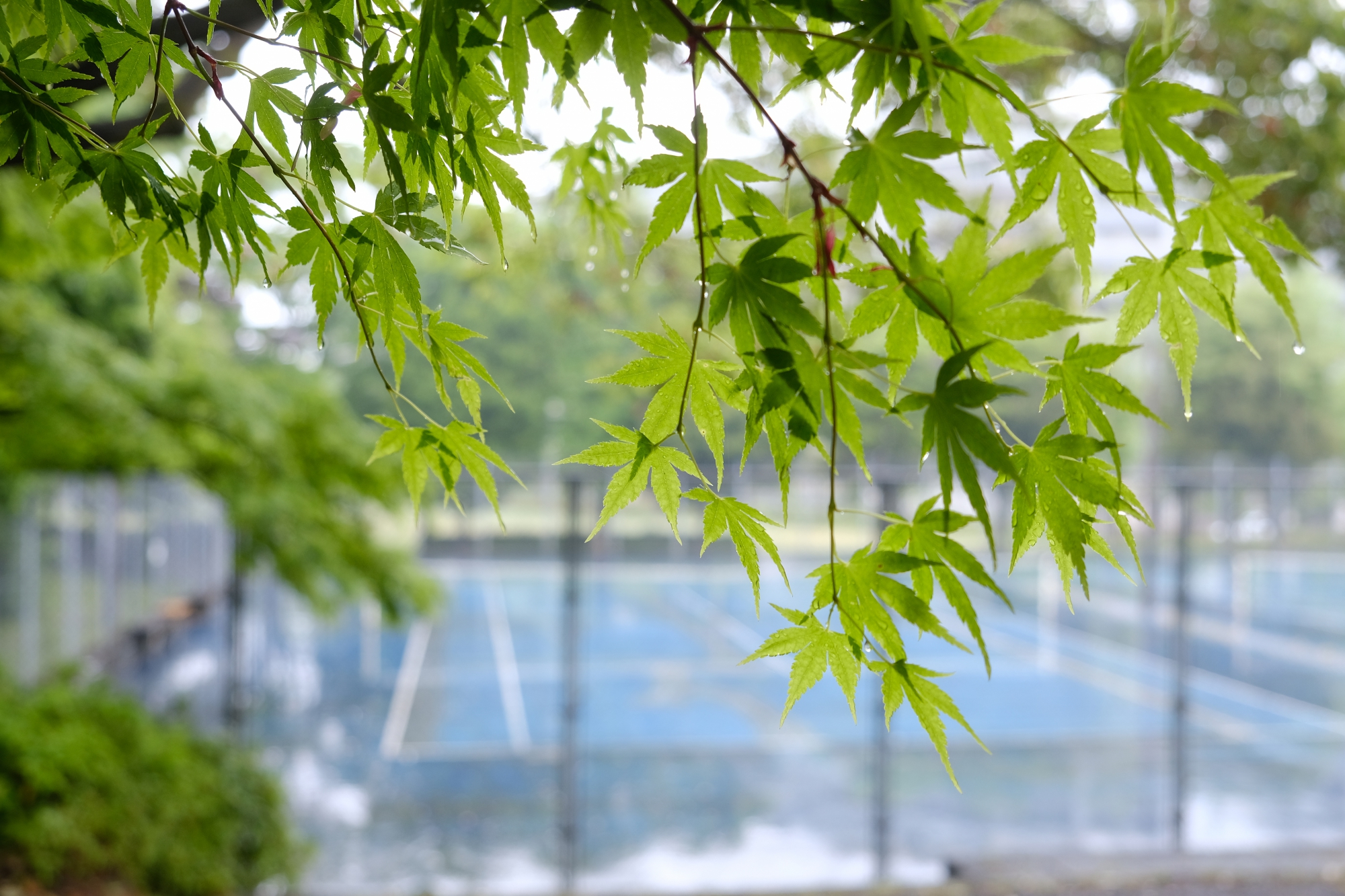 雨の日の山の中も気持ちいい