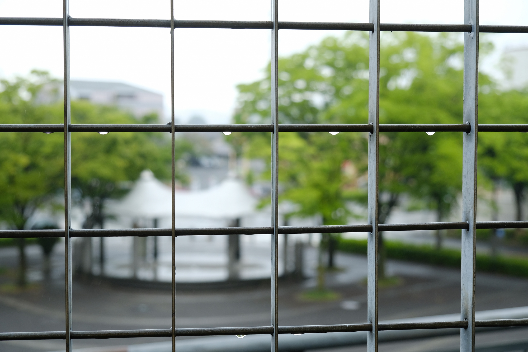 雨の日のお散歩 向陽台