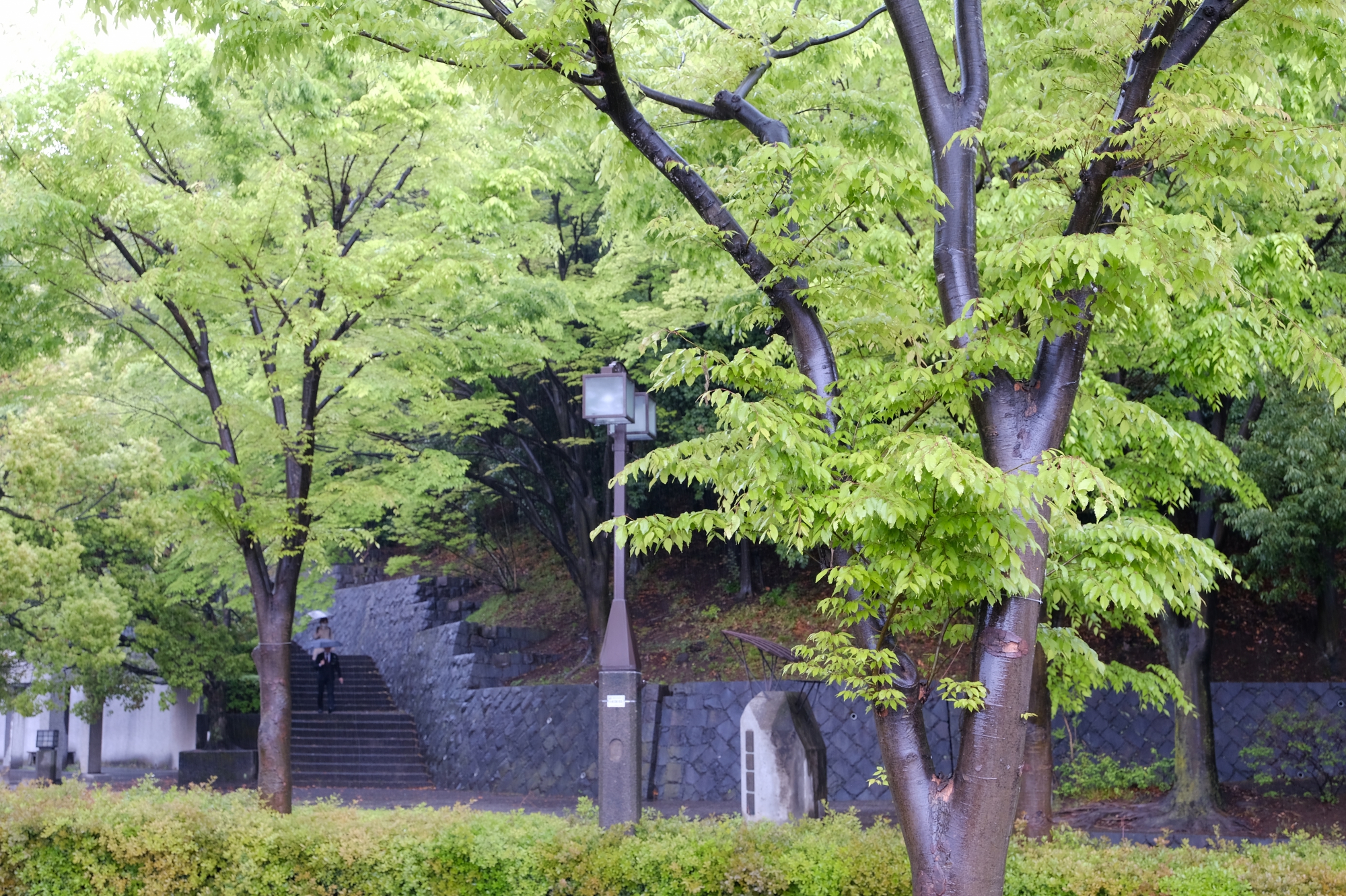 雨の向陽台