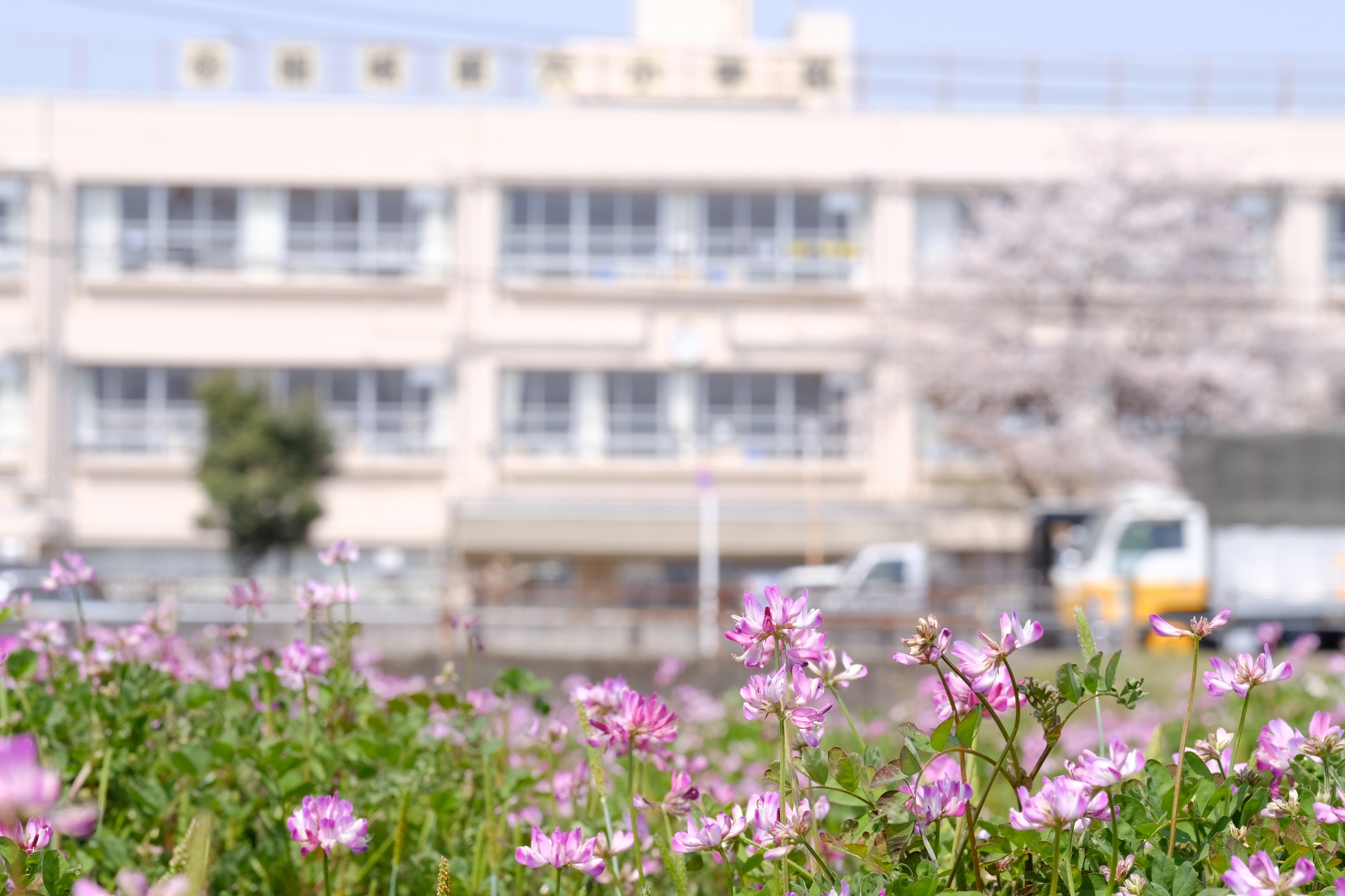 れんげと稲城第六小学校