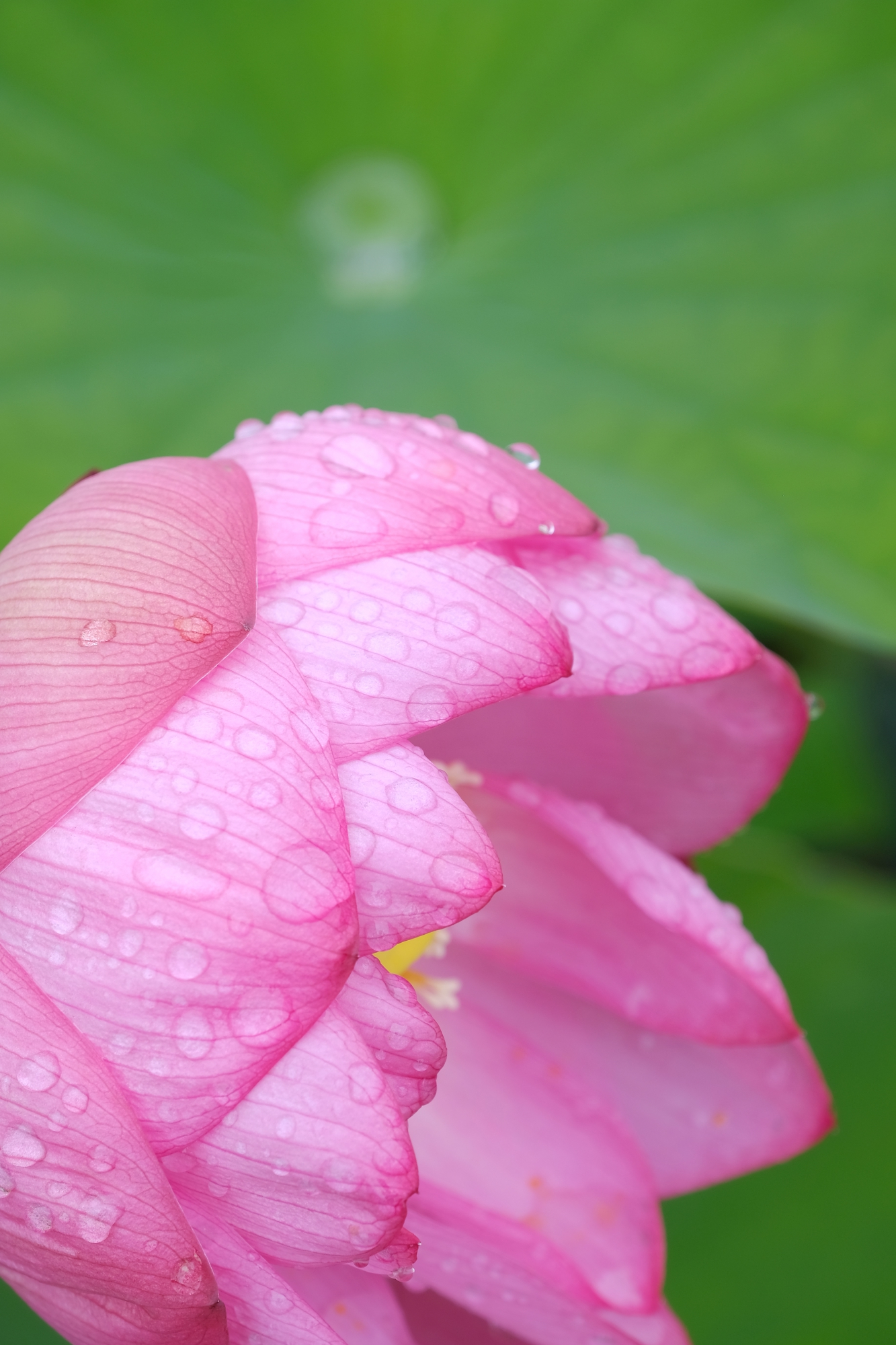 稲城市膣中央図書館の蓮の花