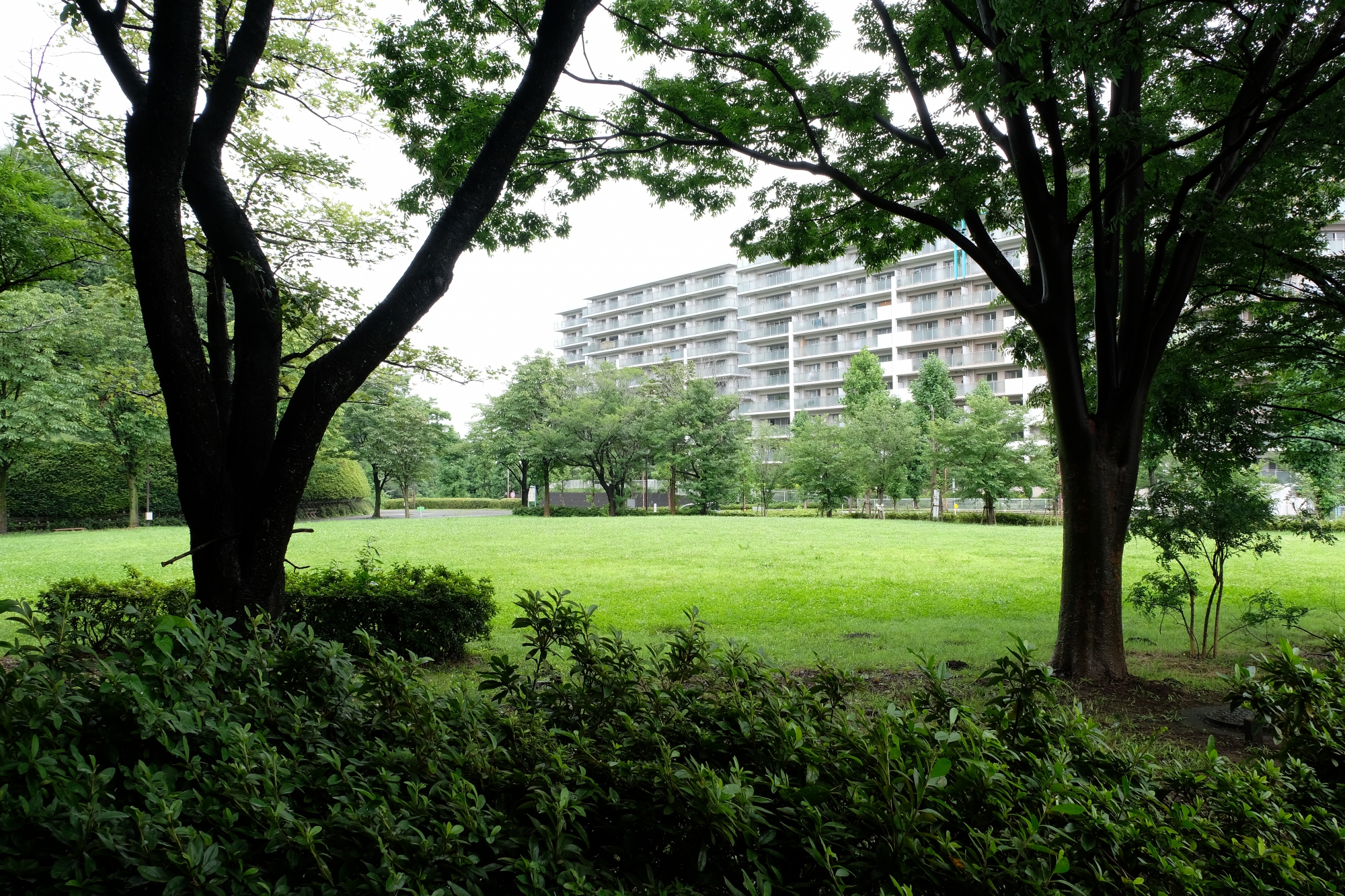 城山公園の広場